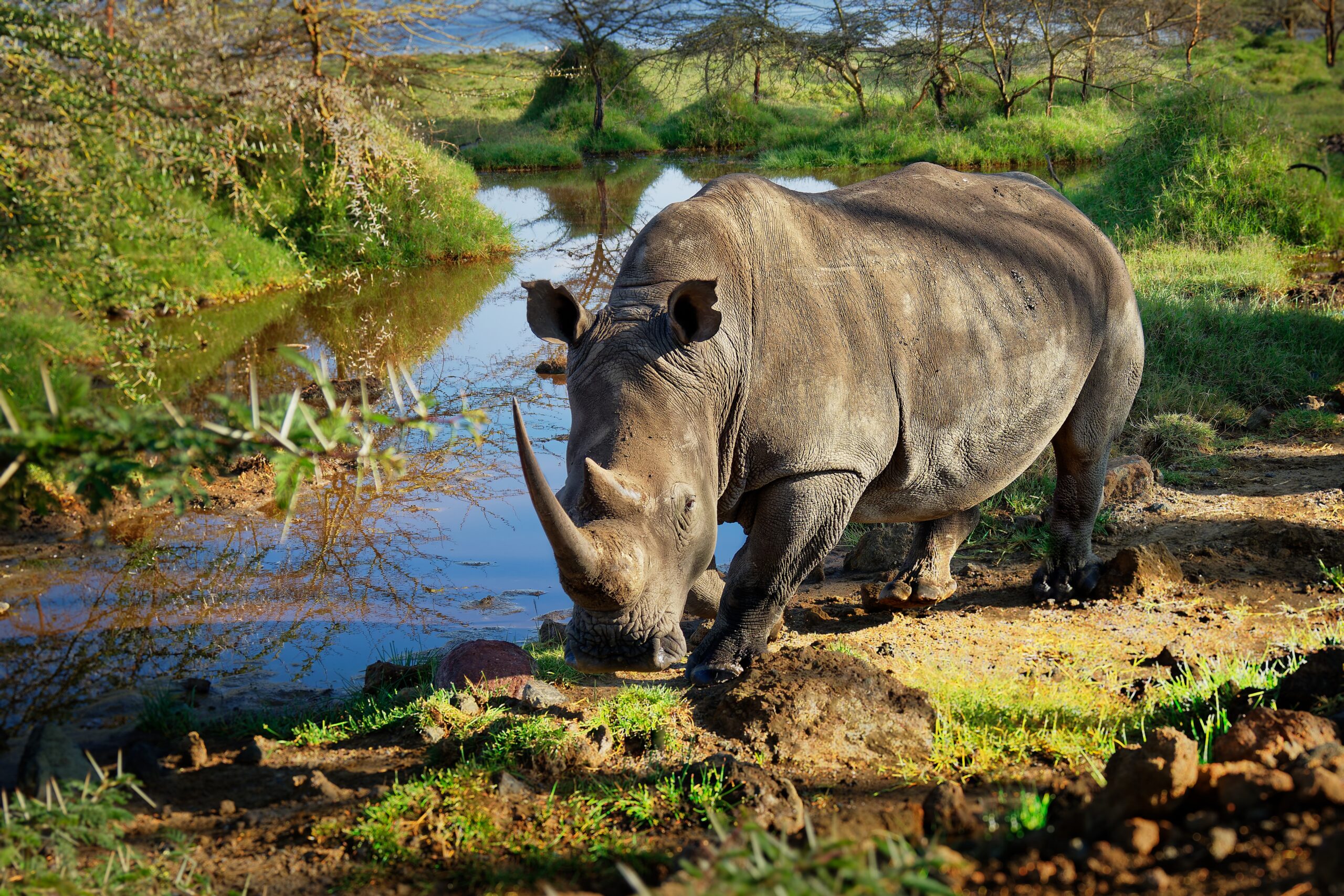 Masai Mara Exclusive Tours