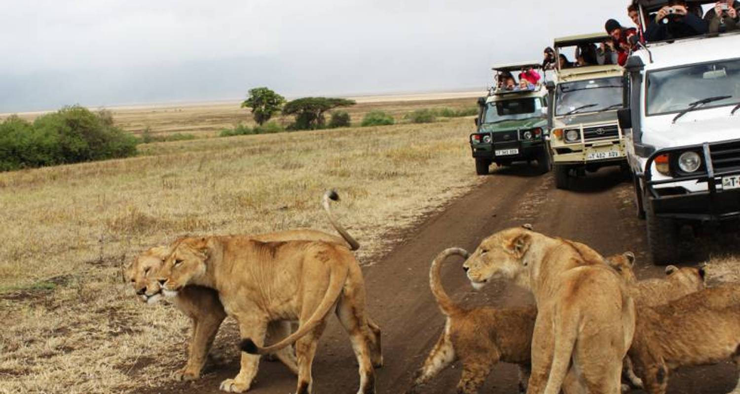 Kenya Safari Tours