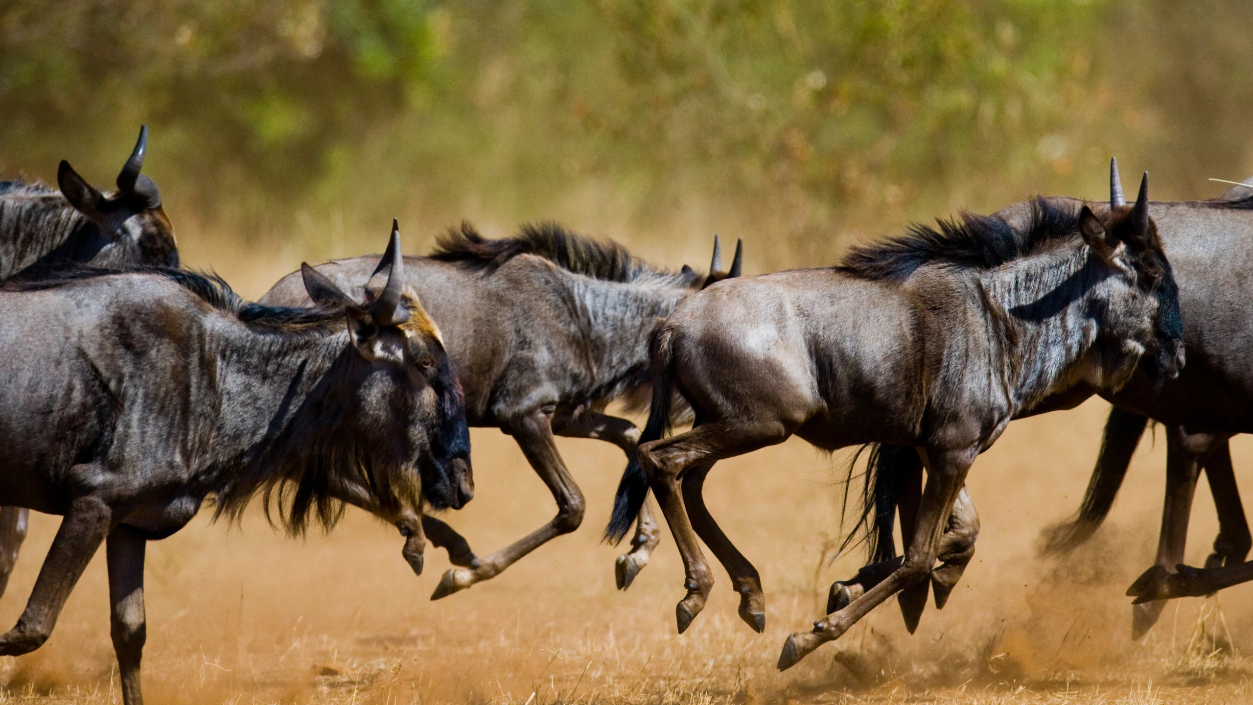 Kenya Safari Tours