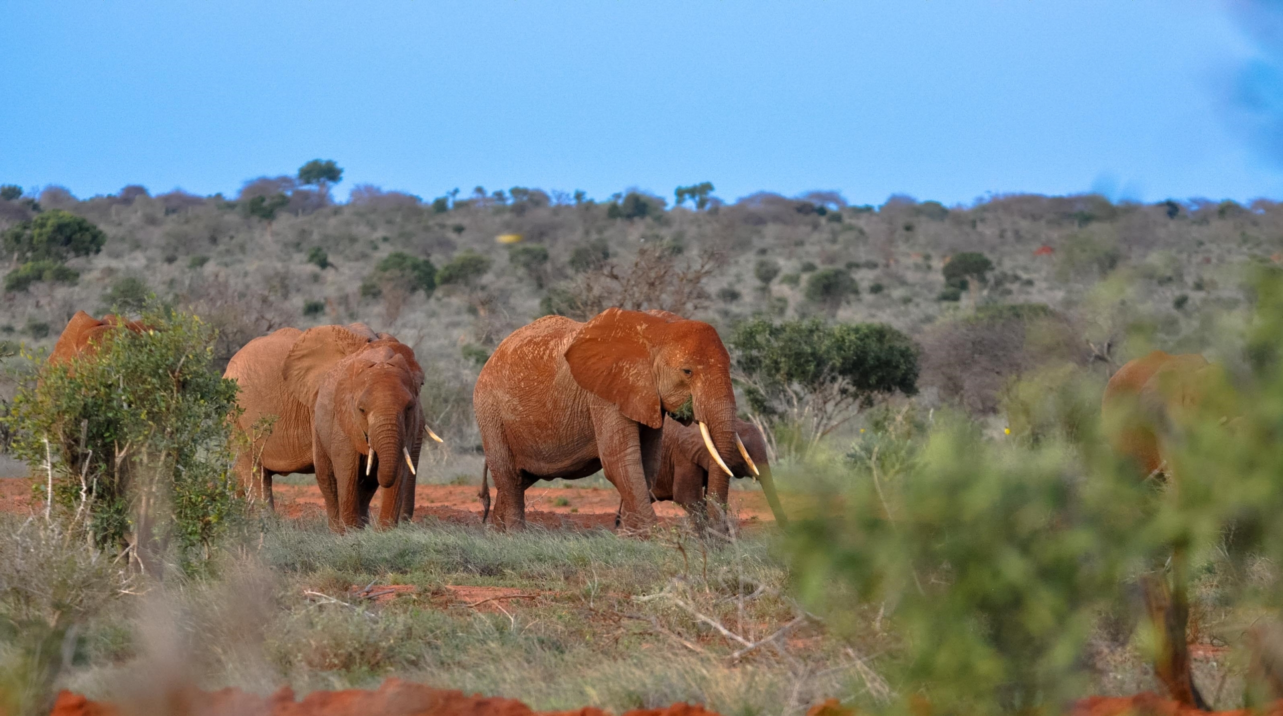 Kenya Wildlife Tours 