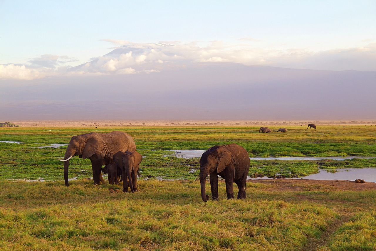 Best Safari Tours Kenya 