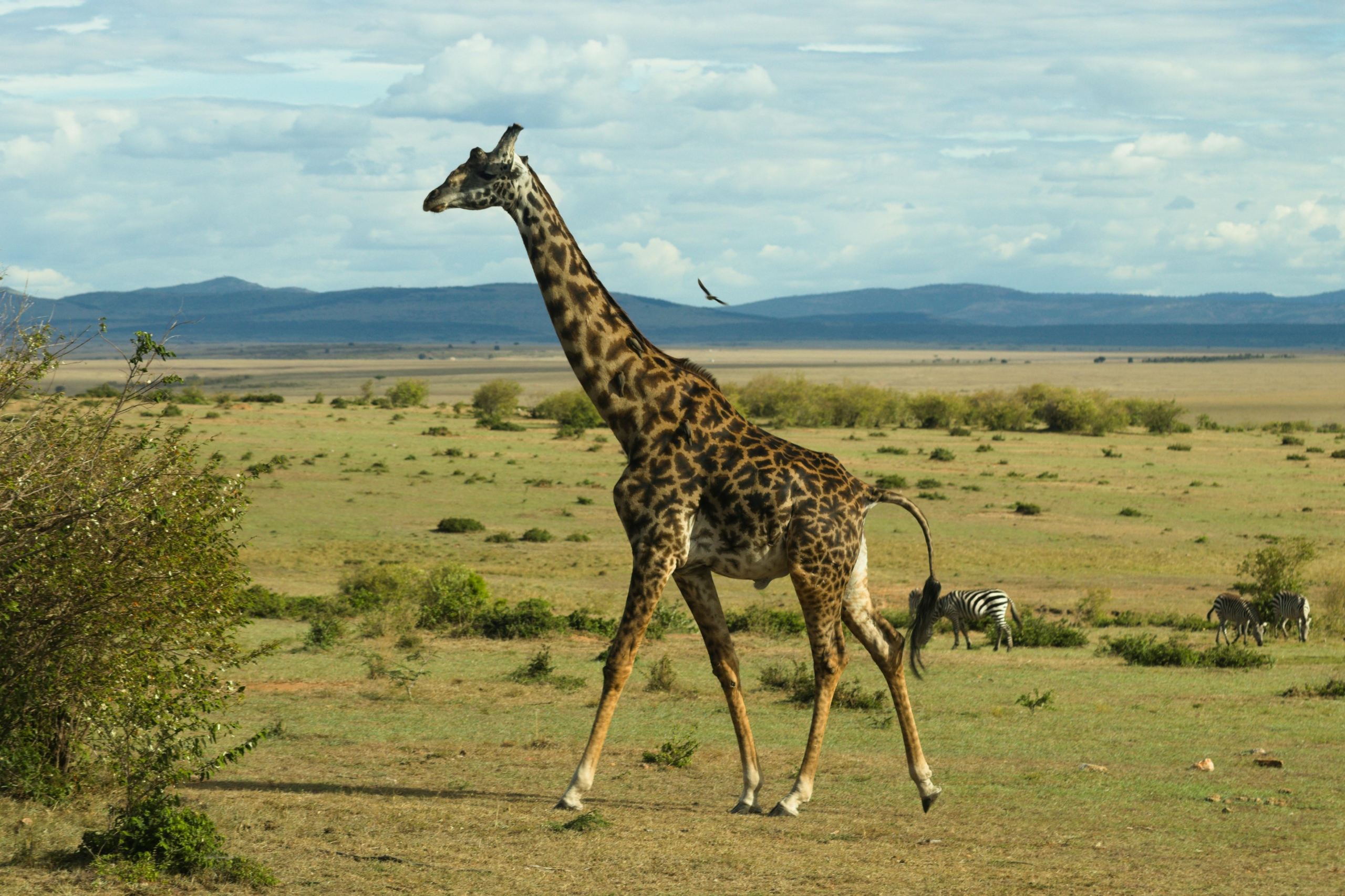 Best Safari Tours Kenya 