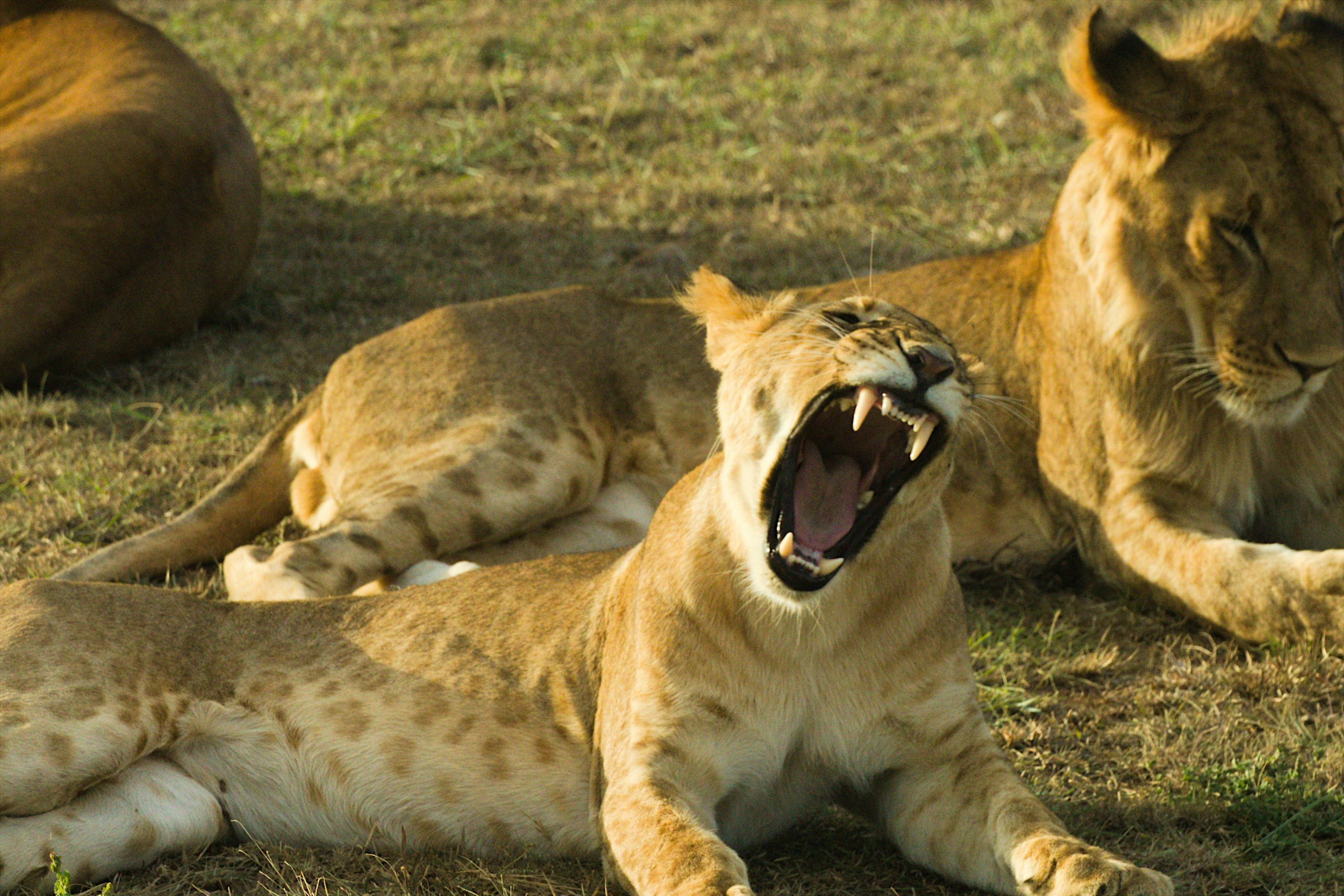 Kenya Safari Tours