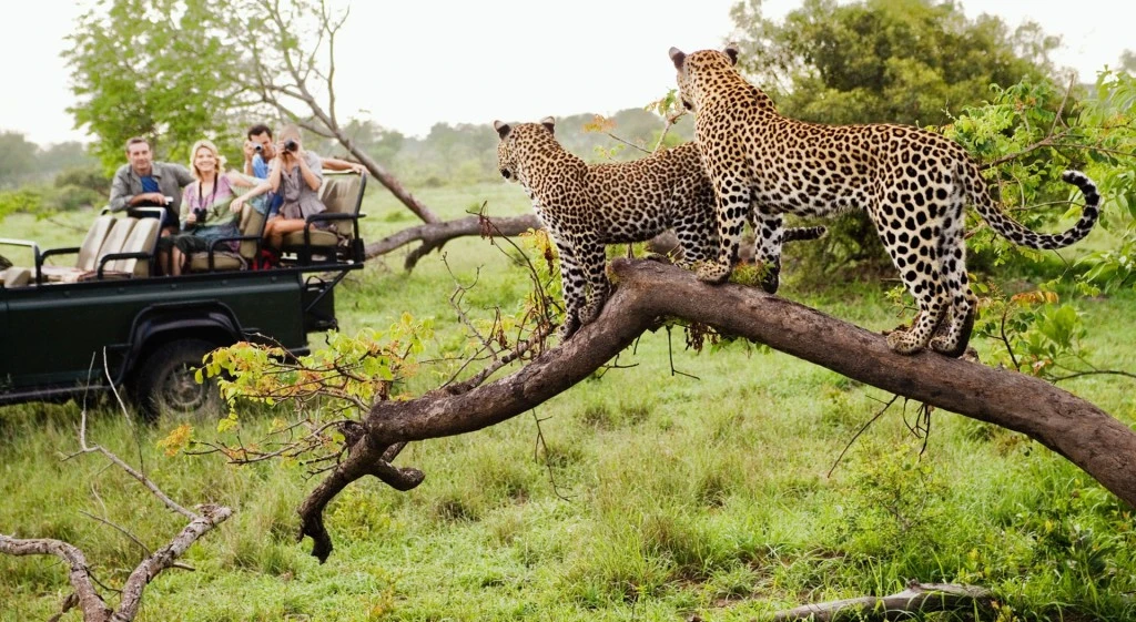 Private Safari Tours in Africa