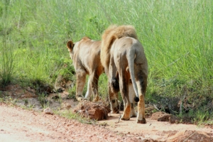 Best Kenya and Tanzania safari packages.
