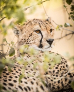 What is the Best Time to Visit Kenya for Wildlife