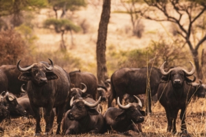 Aberdare National Park safari
