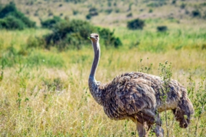 Ostrich in kenya plains , 10 Day African Safari in Kenya