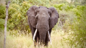 10 Day African Safari in Kenya.