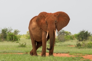 7 Day Kenya Safari