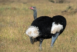 What is the Best Time to Visit Kenya for Wildlife