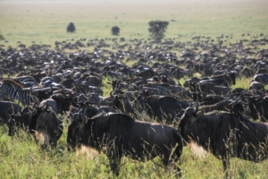 what is the best time to visit Kenya