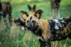 Kenya and Tanzania safari packages