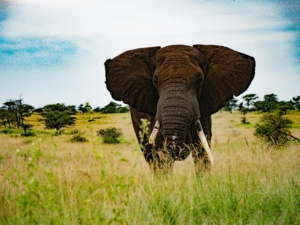 what is the best time to visit Kenya
