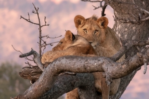 Best Kenya and Tanzania safari packages