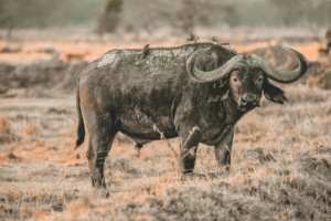 When is the wildebeest migration in Kenya/Tanzania?