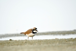 Bird Watching in Kenya Packages