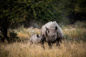 What is the Best Time to Visit Kenya for Wildlife?