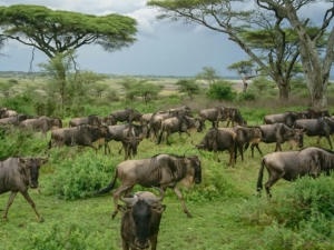 6 Days Safari Tanzania