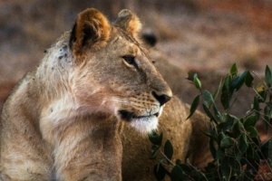 Tsavo West National Park