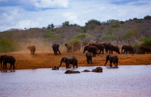 Affordable 17 Day Safari in Kenya