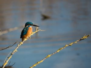 Kenya bird watching Tours,