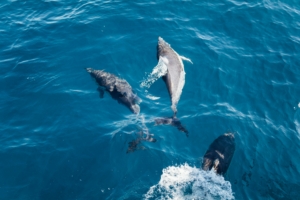 Mombasa Holiday Packages