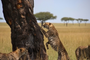 4-Day best holiday destinations in Tanzania