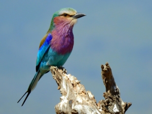 Bird Watching in Kenya Packages