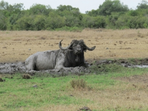 how much your safari in Kenya will cost