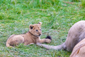 Samburu Kenya