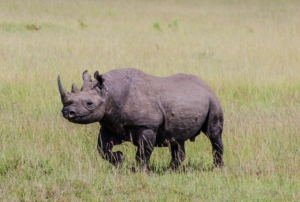 Lumo Conservancy 