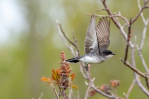 Kenya Bird watching Tours