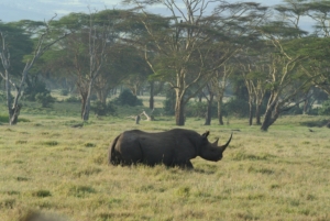 How much does a safari in Kenya cost? 