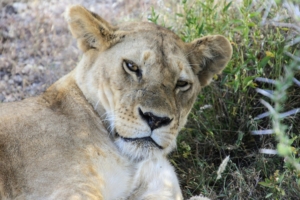 6 Day Tanzania Safari Packages