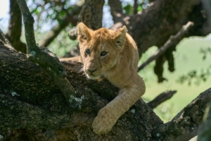 6 Days Safari Tanzania