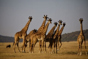 6 Days Safari Tanzania