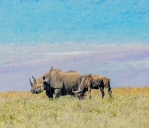 6 Day Tanzania Safari Packages